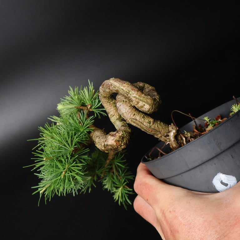 Shop online Bonsai Trees UK Delivered Japanese mini yamadori gift pine larch yew cascade literati Shohin mame pots tools wire