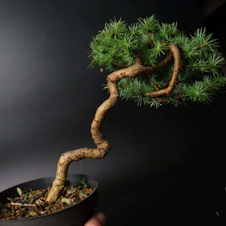 Shop online Bonsai Trees UK Delivered Japanese mini yamadori gift pine larch yew cascade literati Shohin mame pots tools wire