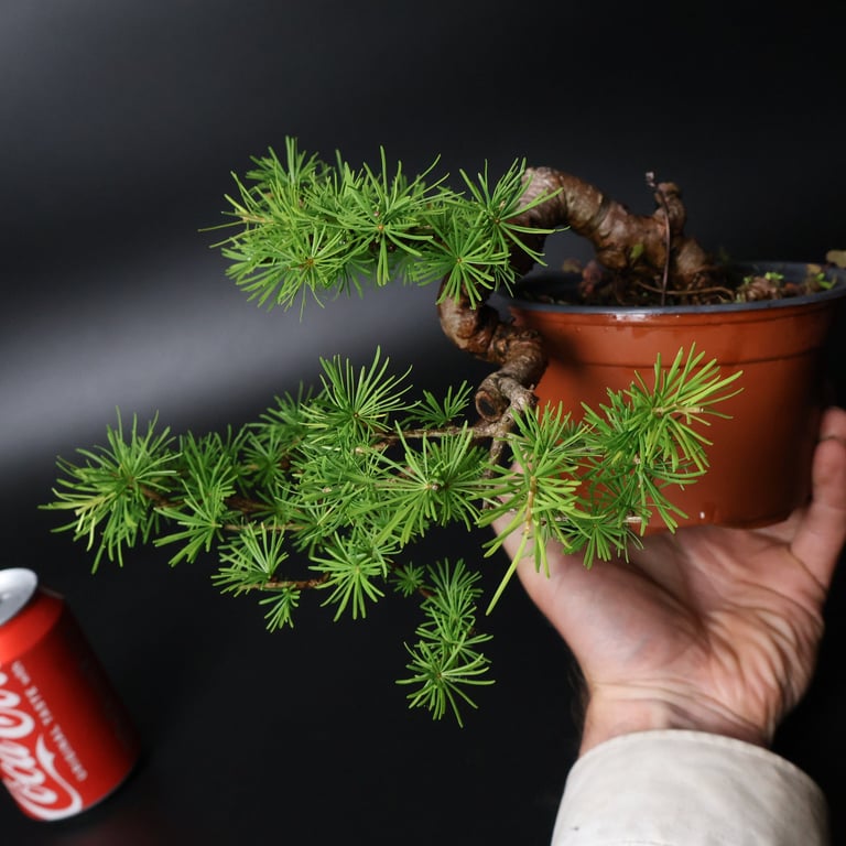 Shop online Bonsai Trees UK Delivered Japanese mini yamadori gift pine larch yew cascade literati Shohin mame pots tools wire