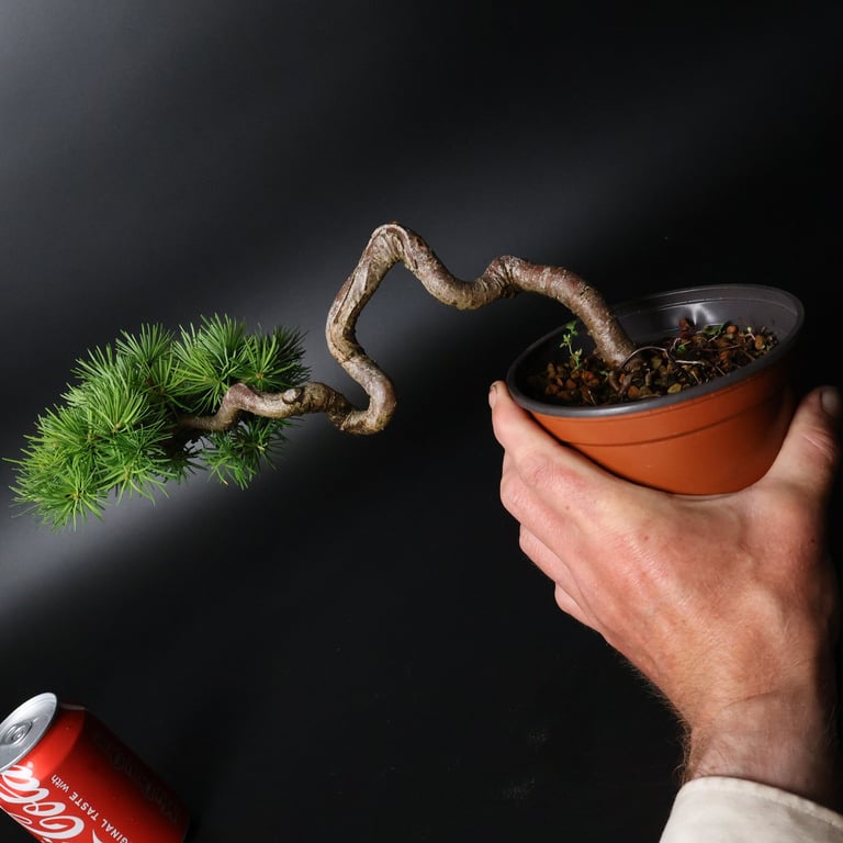Shop online Bonsai Trees UK Delivered Japanese mini yamadori gift pine larch yew cascade literati Shohin mame pots tools wire