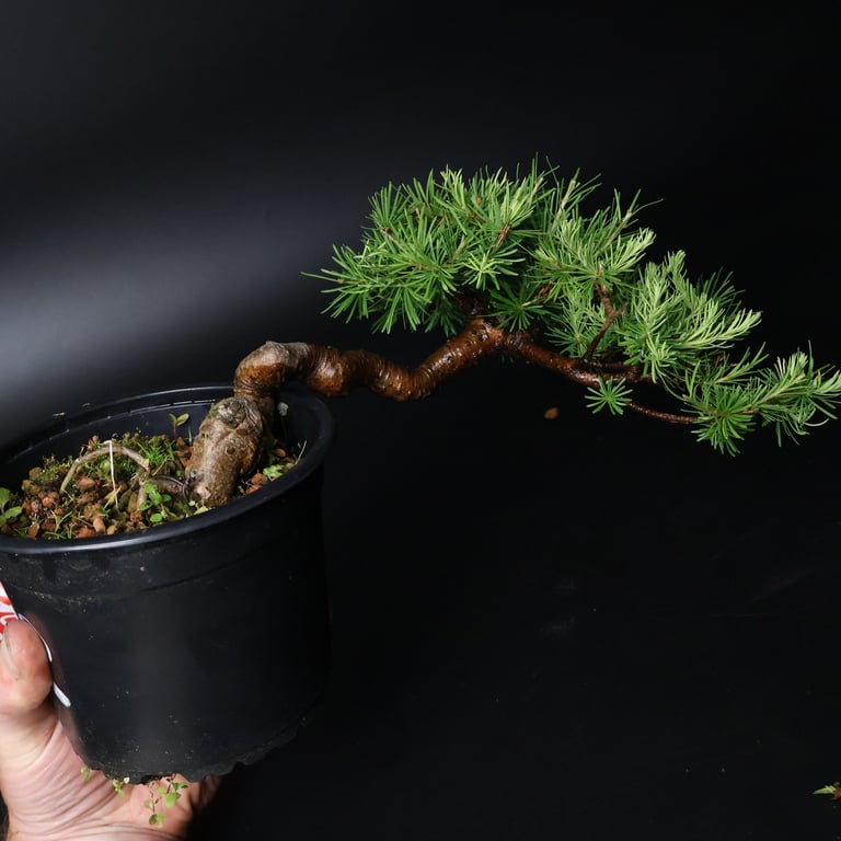 Shop online Bonsai Trees UK Delivered Japanese mini yamadori gift pine larch yew cascade literati Shohin mame pots tools wire