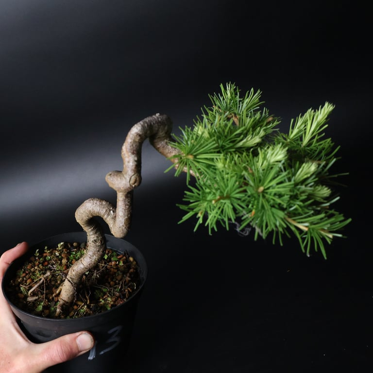 Shop online Bonsai Trees UK Delivered Japanese mini yamadori gift pine larch yew cascade literati Shohin mame pots tools wire