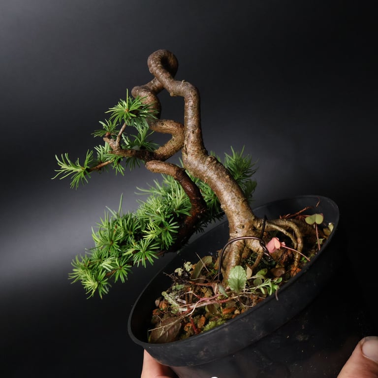 Shop online Bonsai Trees UK Delivered Japanese mini yamadori gift pine larch yew cascade literati Shohin mame pots tools wire