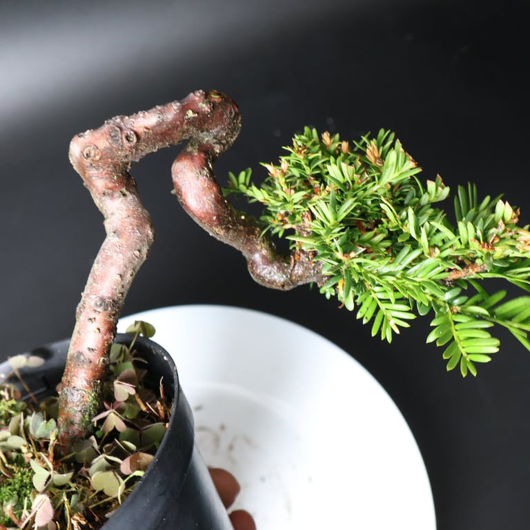 Shop online Bonsai Trees UK Delivered Japanese mini yamadori gift pine larch yew cascade literati Shohin mame pots tools wire