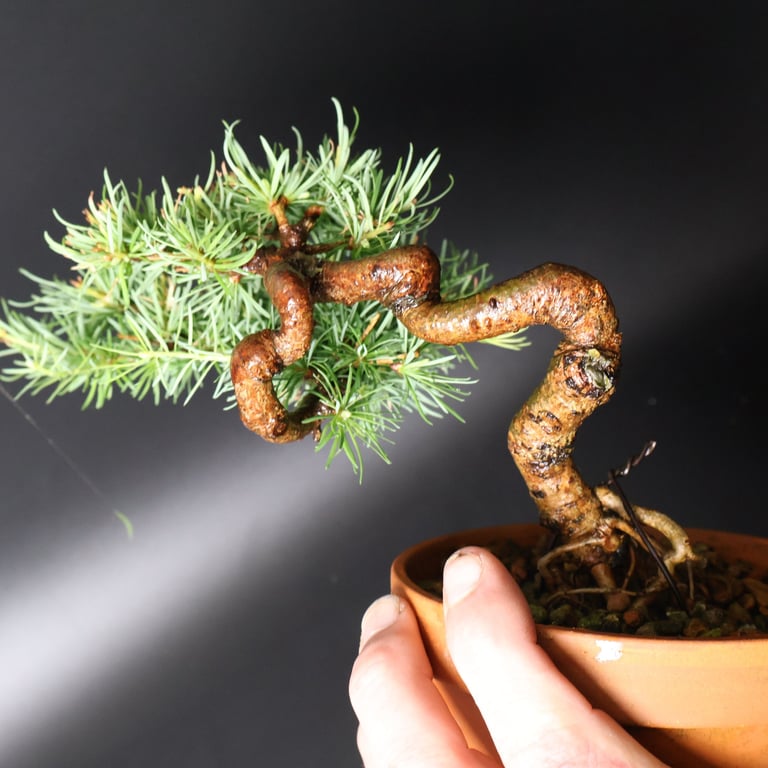 Shop online Bonsai Trees UK Delivered Japanese mini yamadori gift pine larch yew cascade literati Shohin mame pots tools wire