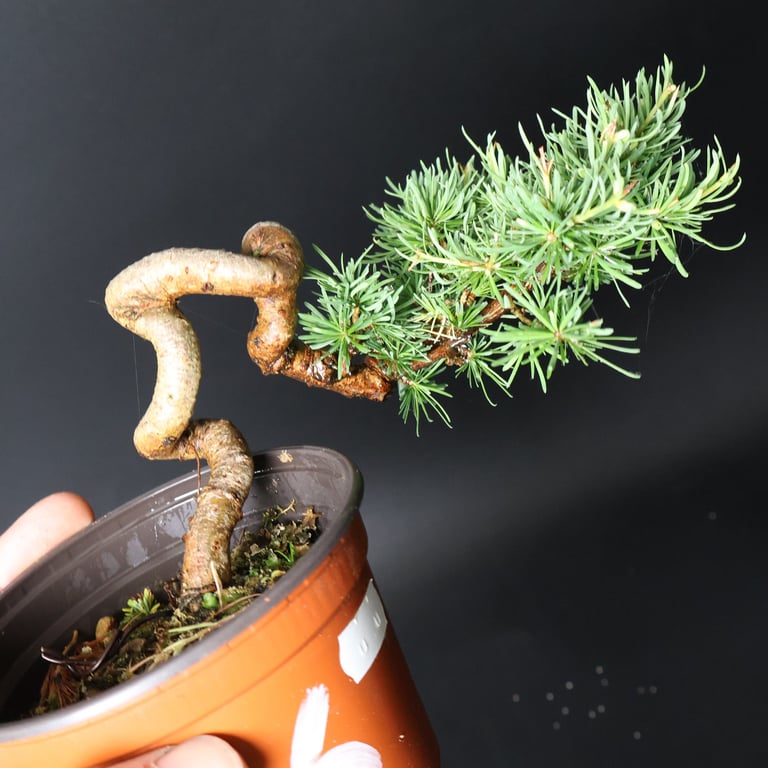 Shop online Bonsai Trees UK Delivered Japanese mini yamadori gift pine larch yew cascade literati Shohin mame pots tools wire