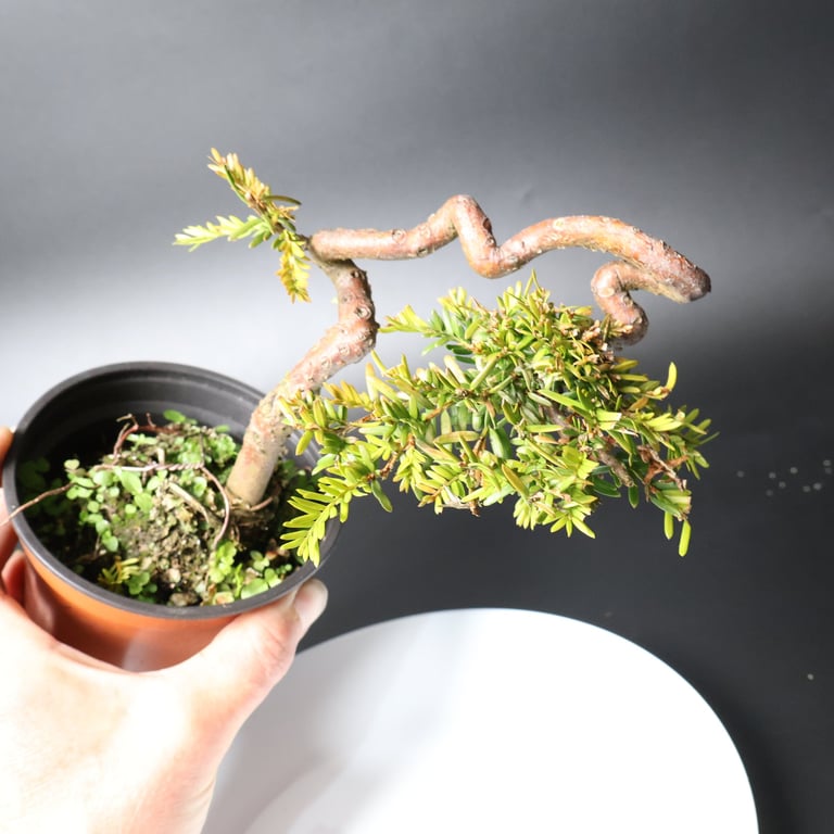 Shop online Bonsai Trees UK Delivered Japanese mini yamadori gift pine larch yew cascade literati Shohin mame pots tools wire