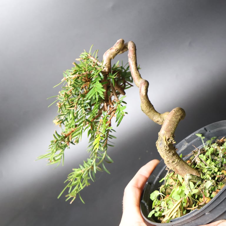 Shop online Bonsai Trees UK Delivered Japanese mini yamadori gift pine larch yew cascade literati Shohin mame pots tools wire