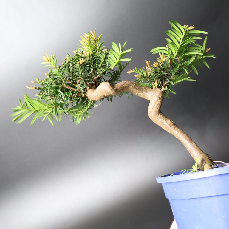 Shop online Bonsai Trees UK Delivered Japanese mini yamadori gift pine larch yew cascade literati Shohin mame pots tools wire
