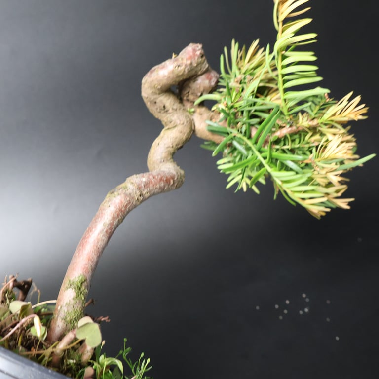 Shop online Bonsai Trees UK Delivered Japanese mini yamadori gift pine larch yew cascade literati Shohin mame pots tools wire