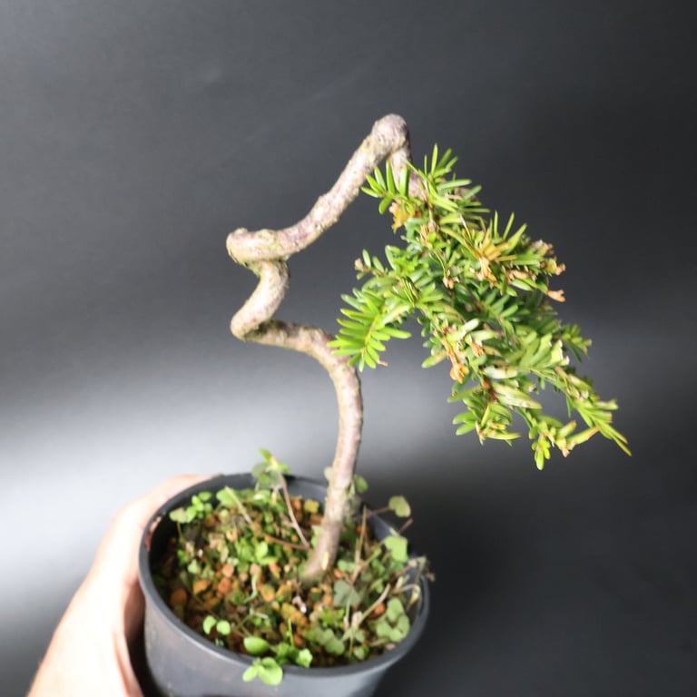 Shop online Bonsai Trees UK Delivered Japanese mini yamadori gift pine larch yew cascade literati Shohin mame pots tools wire