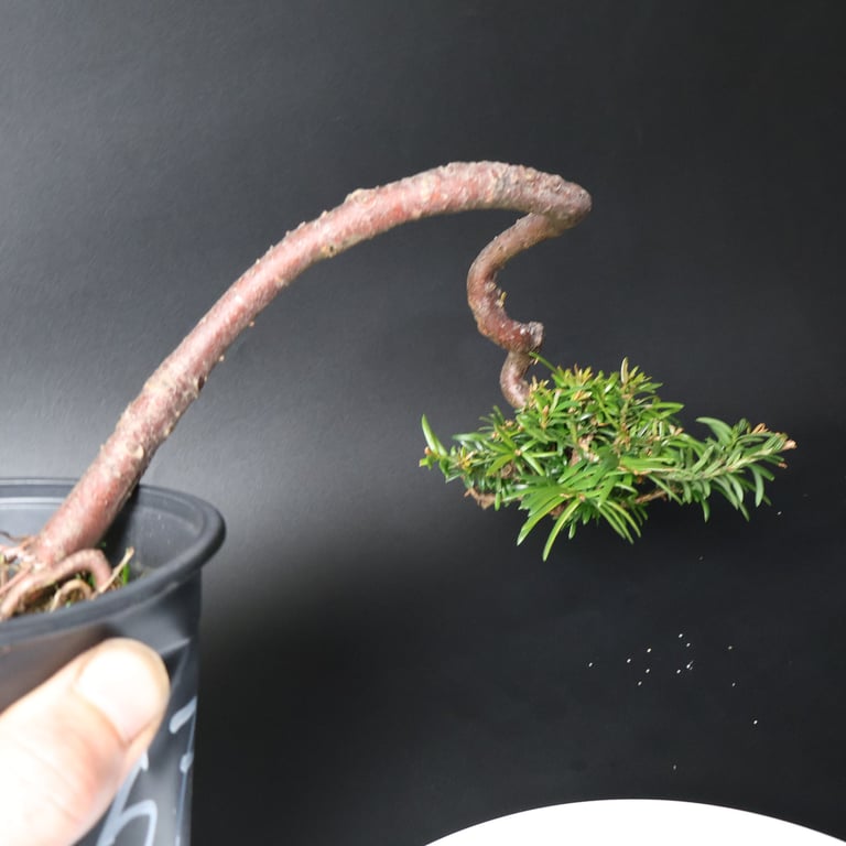 Shop online Bonsai Trees UK Delivered Japanese mini yamadori gift pine larch yew cascade literati Shohin mame pots tools wire