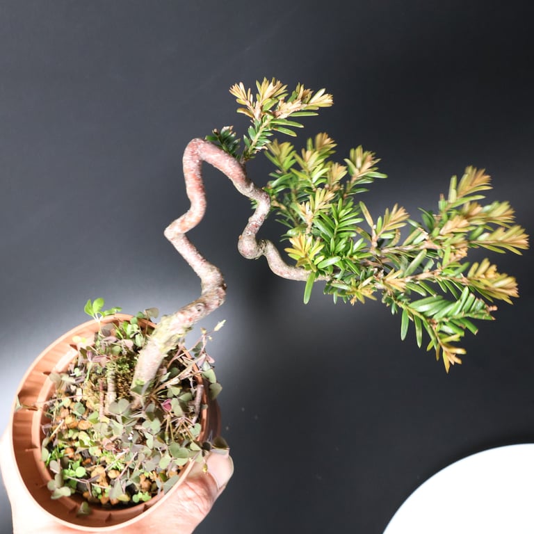 Shop online Bonsai Trees UK Delivered Japanese mini yamadori gift pine larch yew cascade literati Shohin mame pots tools wire