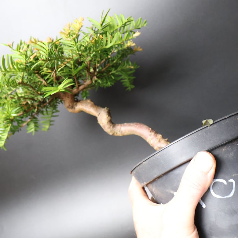 Shop online Bonsai Trees UK Delivered Japanese mini yamadori gift pine larch yew cascade literati Shohin mame pots tools wire