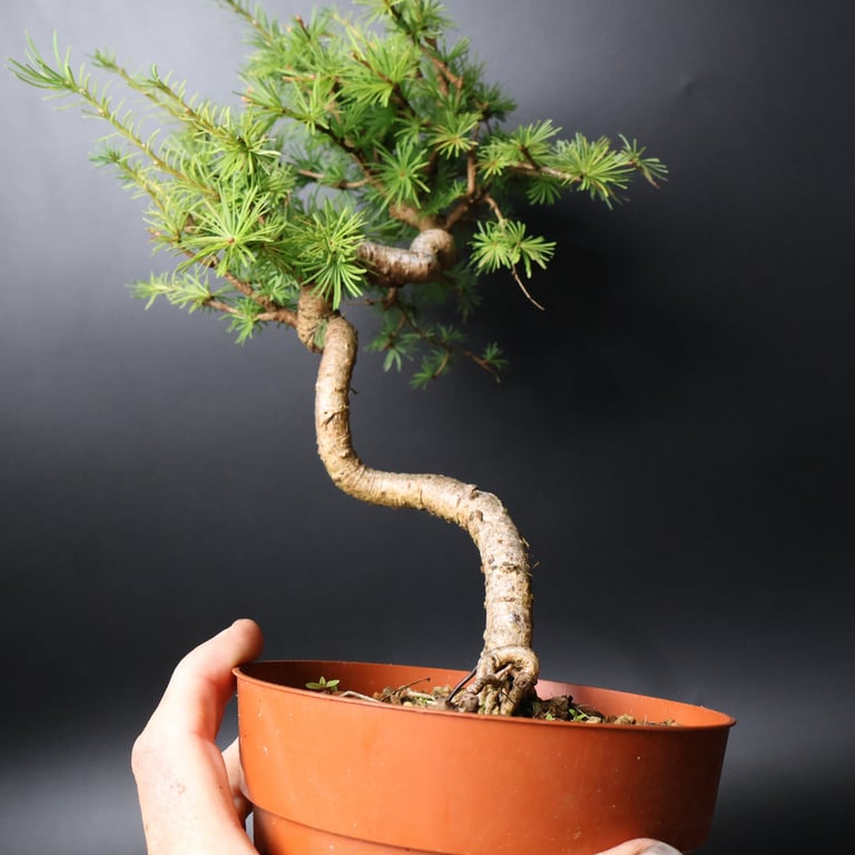 Shop online Bonsai Trees UK Delivered Japanese mini yamadori gift pine larch yew cascade literati Shohin mame pots tools wire