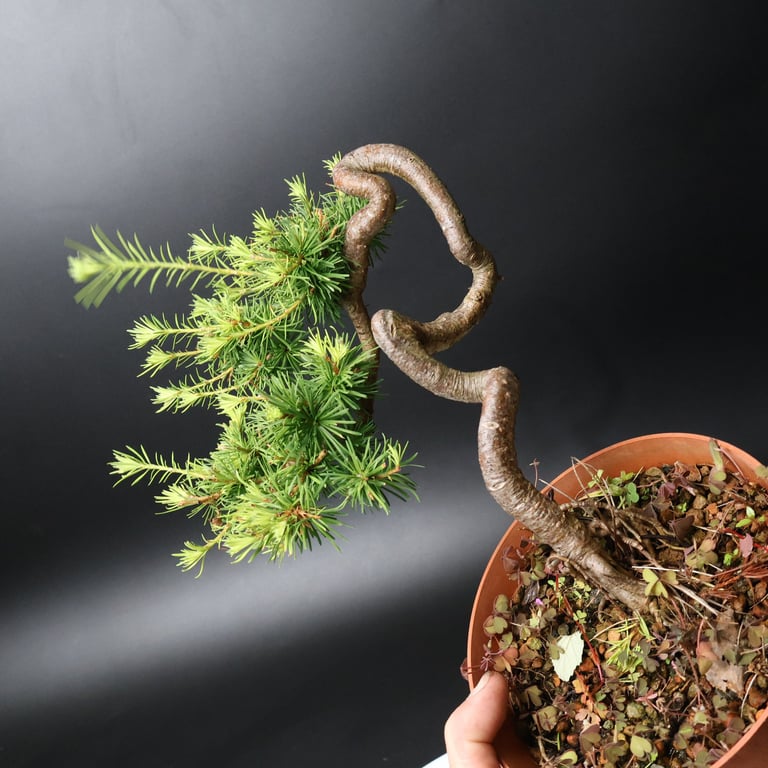 Shop online Bonsai Trees UK Delivered Japanese mini yamadori gift pine larch yew cascade literati Shohin mame pots tools wire