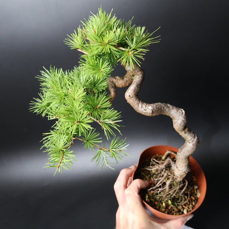 Shop online Bonsai Trees UK Delivered Japanese mini yamadori gift pine larch yew cascade literati Shohin mame pots tools wire