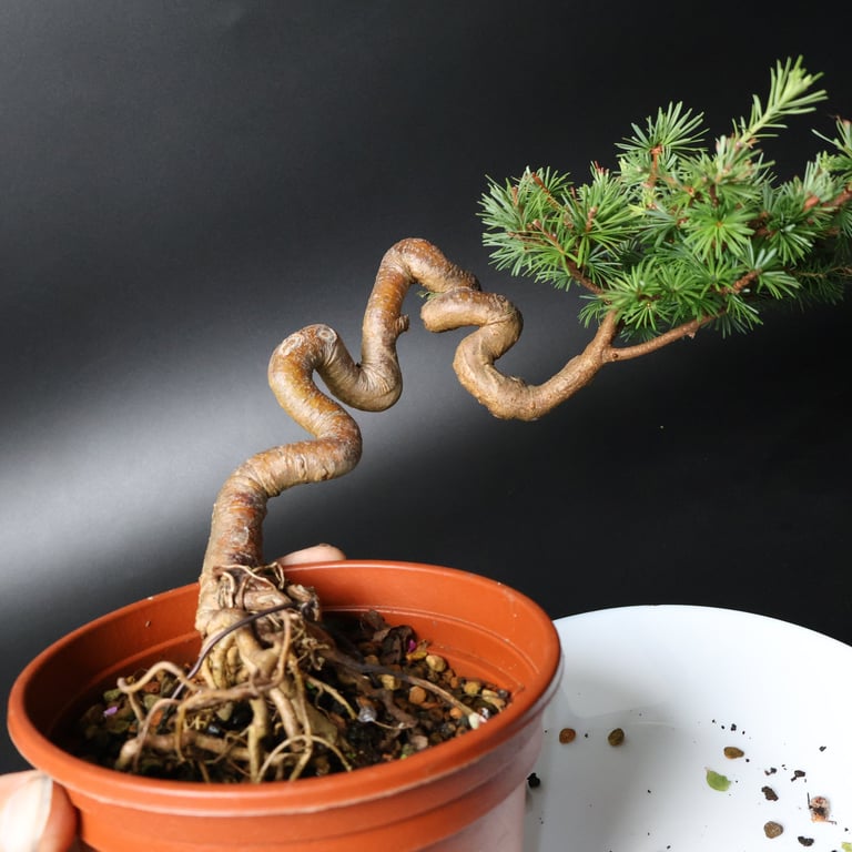 Shop online Bonsai Trees UK Delivered Japanese mini yamadori gift pine larch yew cascade literati Shohin mame pots tools wire