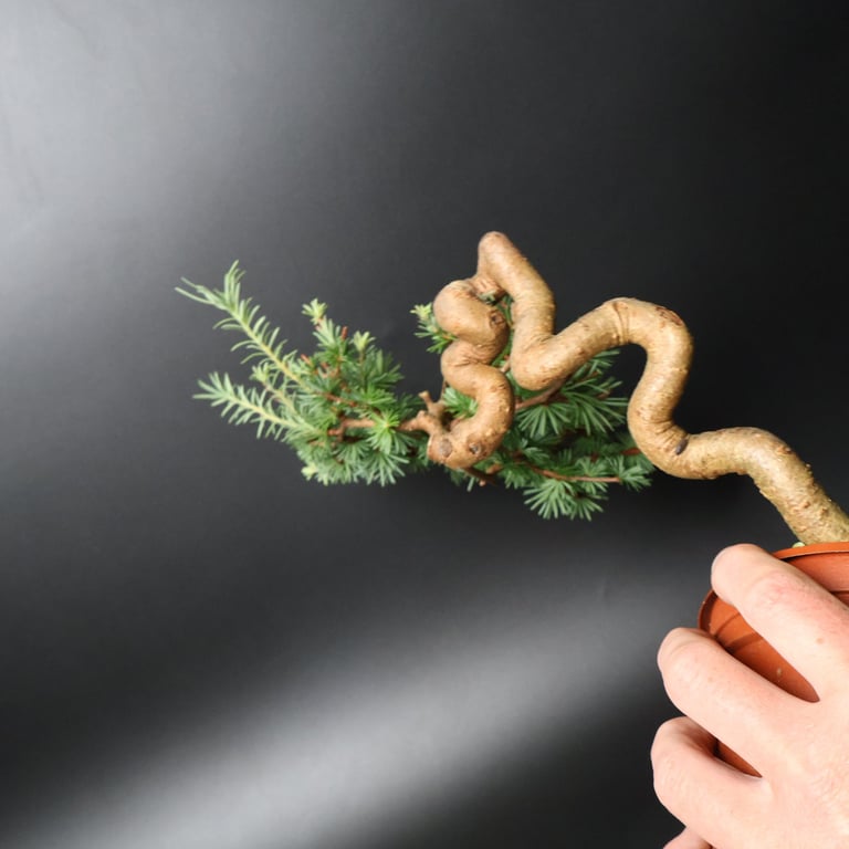 Shop online Bonsai Trees UK Delivered Japanese mini yamadori gift pine larch yew cascade literati Shohin mame pots tools wire