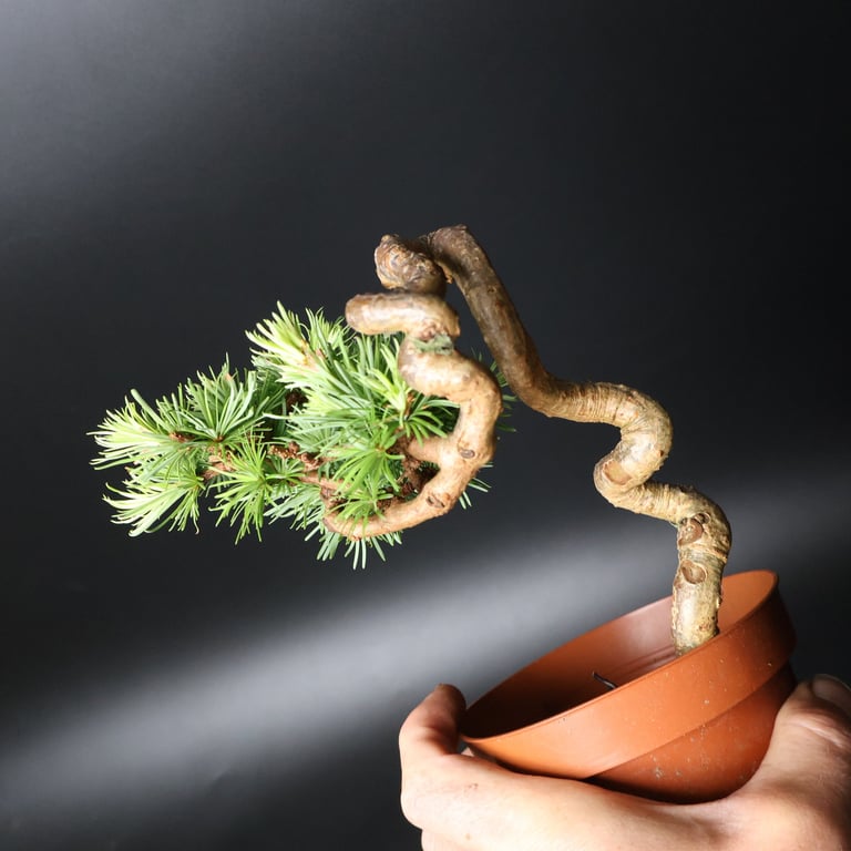 Shop online Bonsai Trees UK Delivered Japanese mini yamadori gift pine larch yew cascade literati Shohin mame pots tools wire
