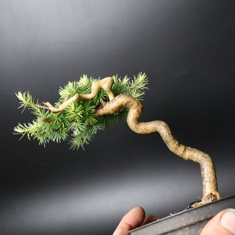 Shop online Bonsai Trees UK Delivered Japanese mini yamadori gift pine larch yew cascade literati Shohin mame pots tools wire