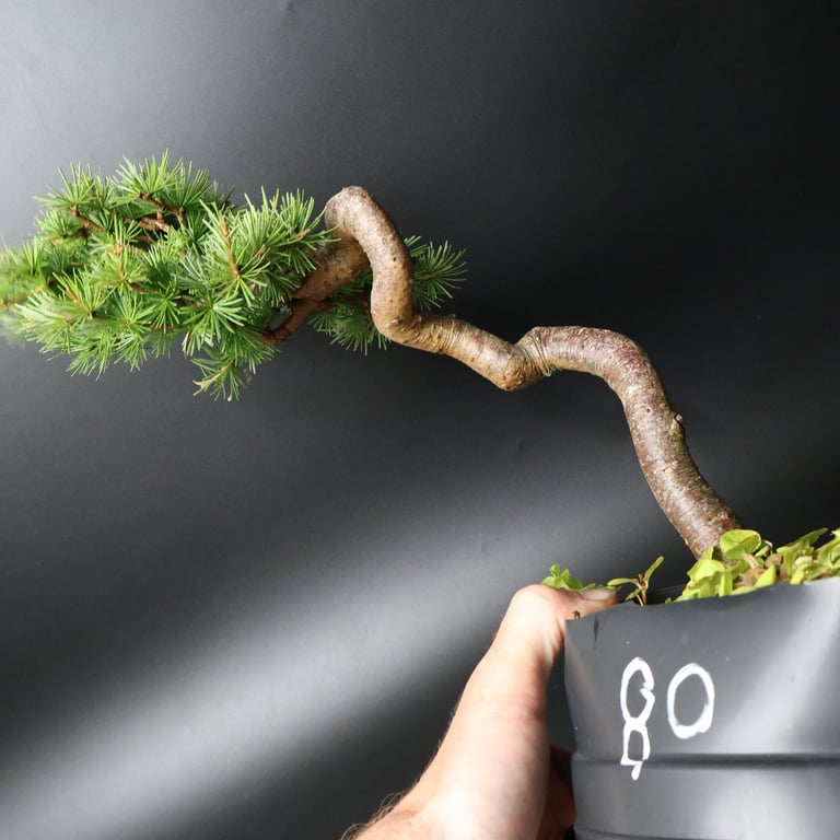 Shop online Bonsai Trees UK Delivered Japanese mini yamadori gift pine larch yew cascade literati Shohin mame pots tools wire