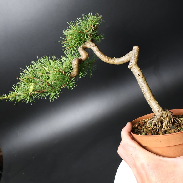 Shop online Bonsai Trees UK Delivered Japanese mini yamadori gift pine larch yew cascade literati Shohin mame pots tools wire