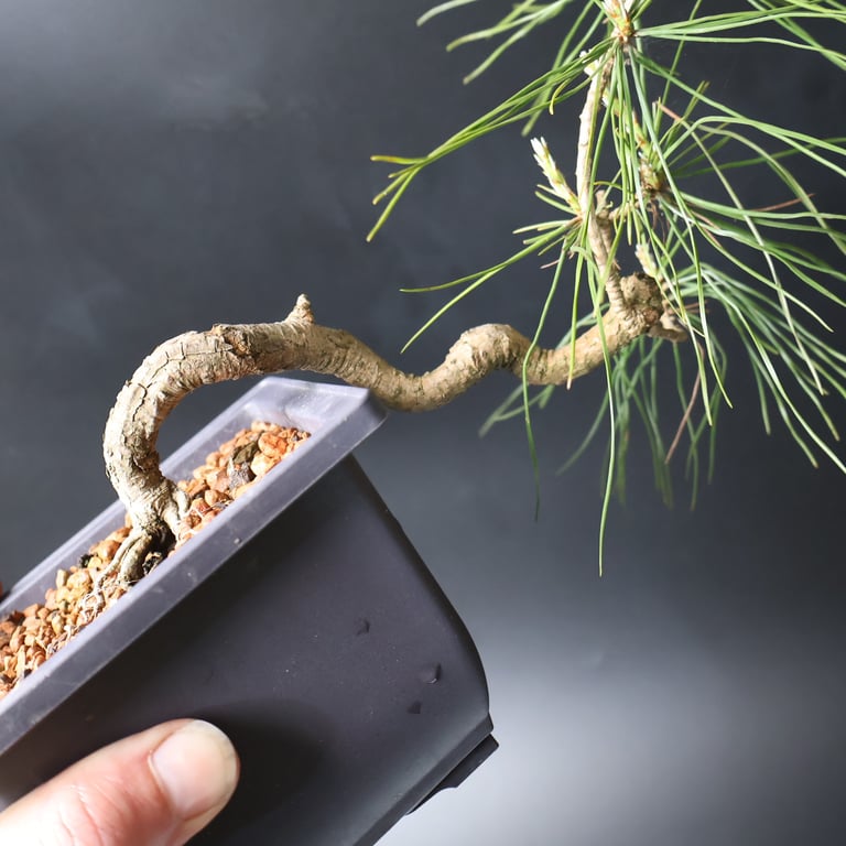 Shop online Bonsai Trees UK Delivered Japanese mini yamadori gift pine larch yew cascade literati Shohin mame pots tools wire