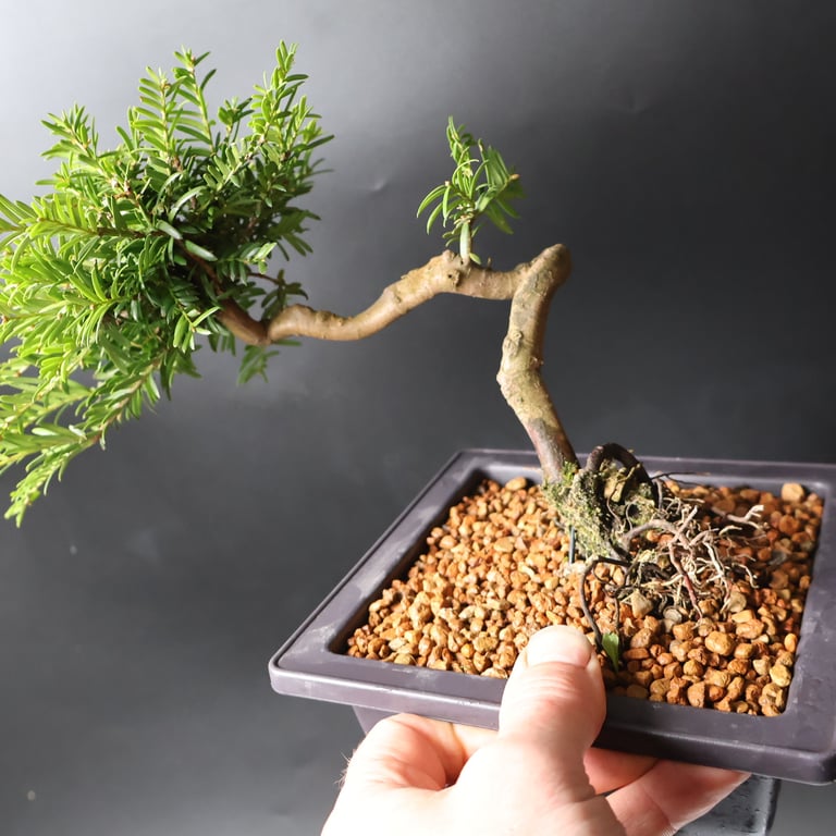 Shop online Bonsai Trees UK Delivered Japanese mini yamadori gift pine larch yew cascade literati Shohin mame pots tools wire