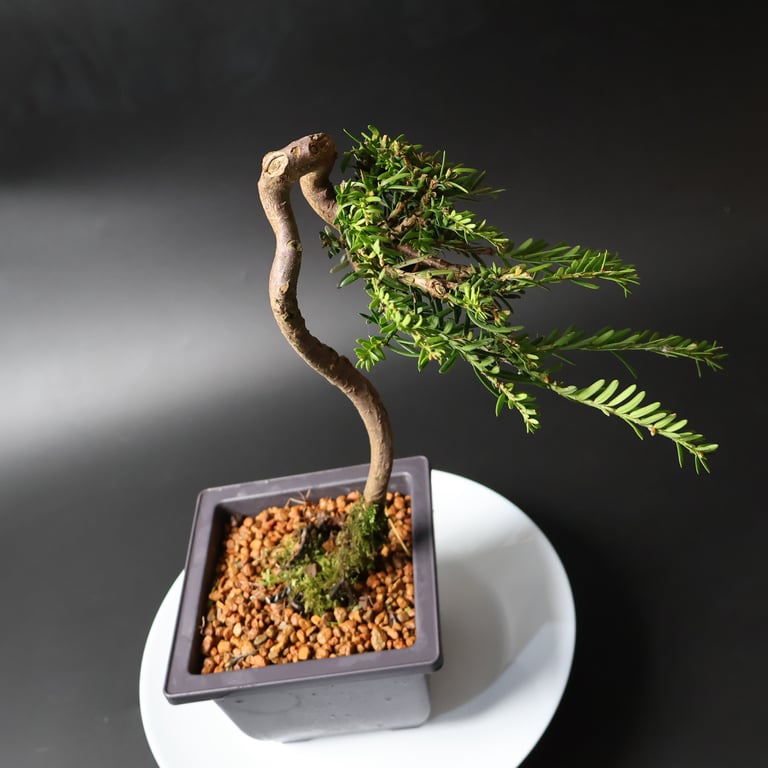 Shop online Bonsai Trees UK Delivered Japanese mini yamadori gift pine larch yew cascade literati Shohin mame pots tools wire