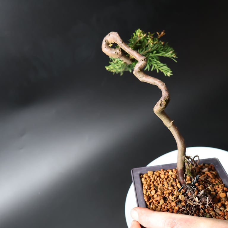 Shop online Bonsai Trees UK Delivered Japanese mini yamadori gift pine larch yew cascade literati Shohin mame pots tools wire