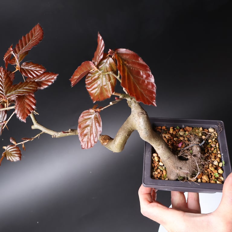 Shop online Bonsai Trees UK Delivered Japanese mini yamadori gift pine larch yew cascade literati Shohin mame pots tools wire