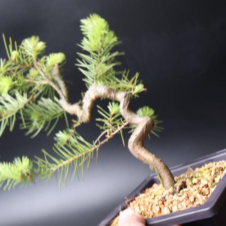 Shop online Bonsai Trees UK Delivered Japanese mini yamadori gift pine larch yew cascade literati Shohin mame pots tools wire