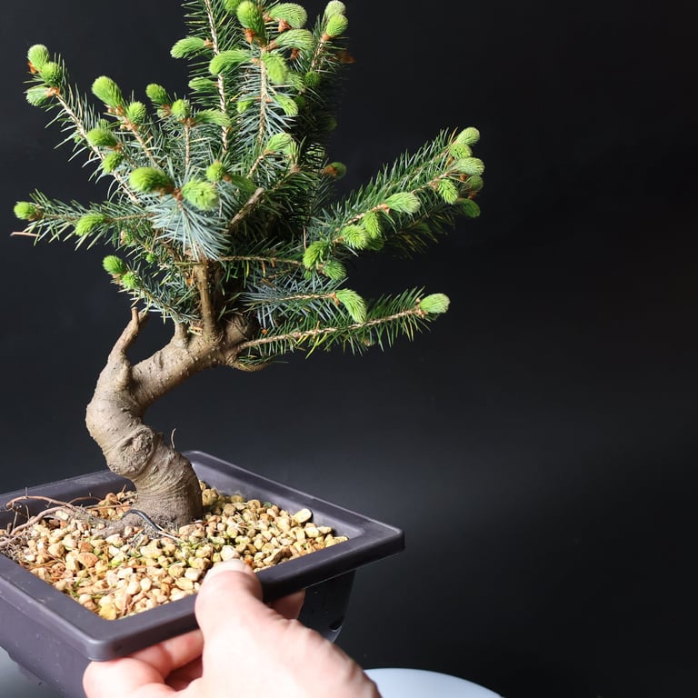 Shop online Bonsai Trees UK Delivered Japanese mini yamadori gift pine larch yew cascade literati Shohin mame pots tools wire