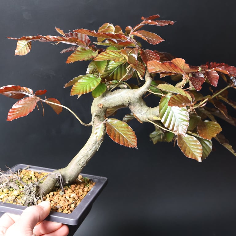Shop online Bonsai Trees UK Delivered Japanese mini yamadori gift pine larch yew cascade literati Shohin mame pots tools wire