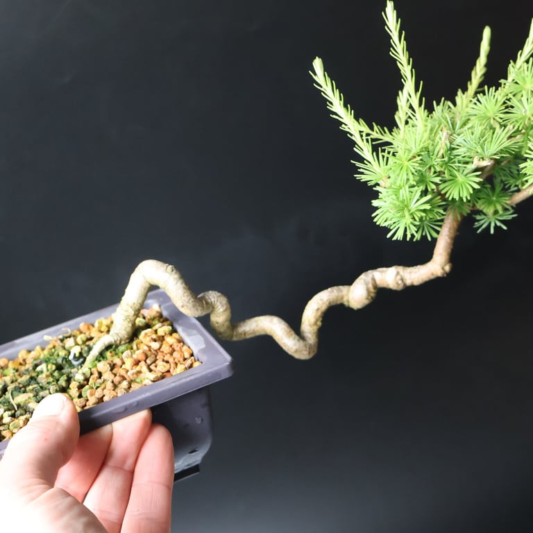 Shop online Bonsai Trees UK Delivered Japanese mini yamadori gift pine larch yew cascade literati Shohin mame pots tools wire