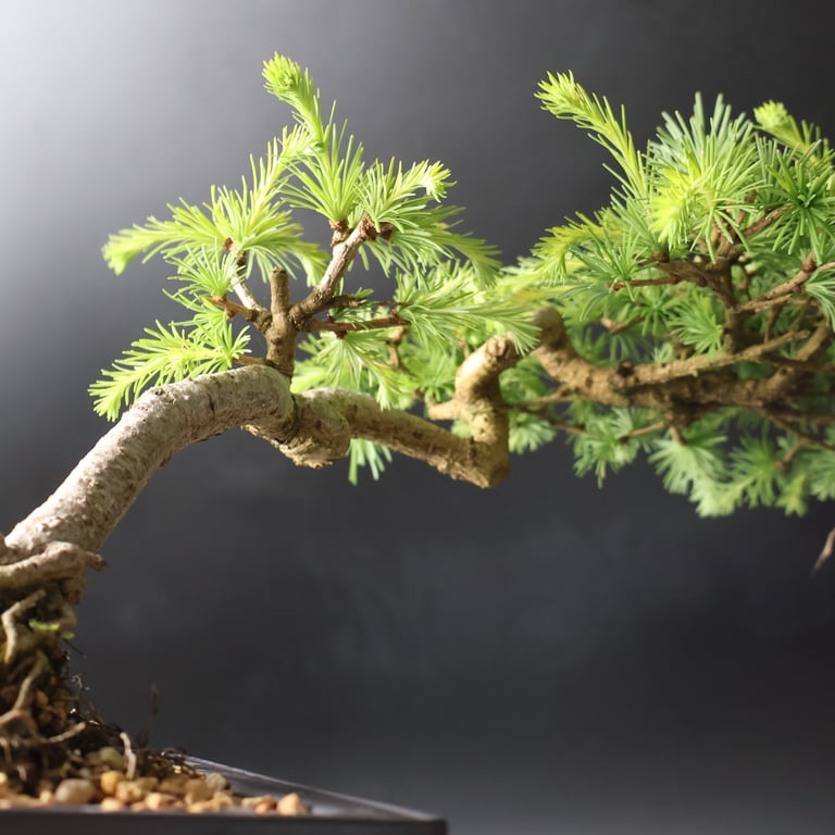 Shop online Bonsai Trees UK Delivered Japanese mini yamadori gift pine larch yew cascade literati Shohin mame pots tools wire