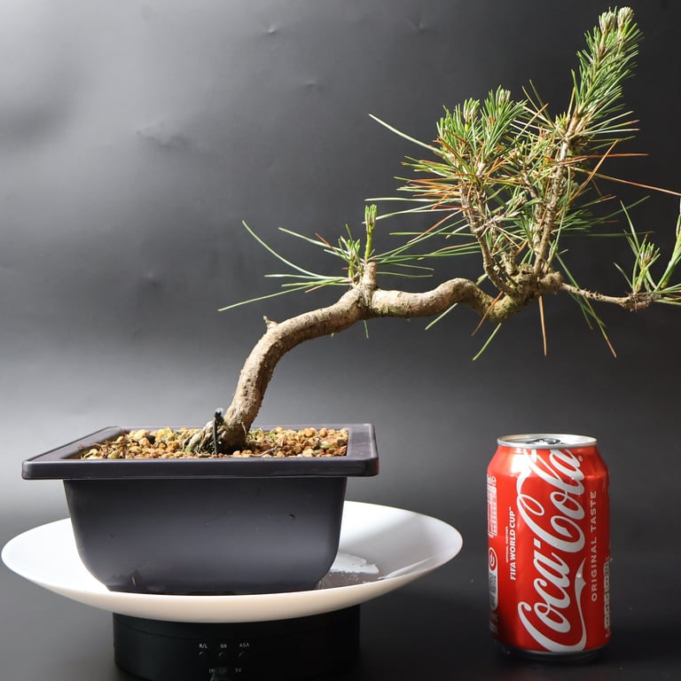 Shop online Bonsai Trees UK Delivered Japanese mini yamadori gift pine larch yew cascade literati Shohin mame pots tools wire