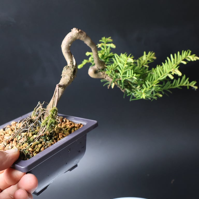 Shop online Bonsai Trees UK Delivered Japanese mini yamadori gift pine larch yew cascade literati Shohin mame pots tools wire