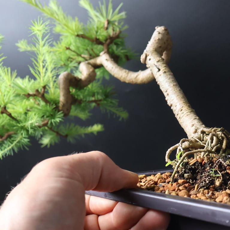Shop online Bonsai Trees UK Delivered Japanese mini yamadori gift pine larch yew cascade literati Shohin mame pots tools wire