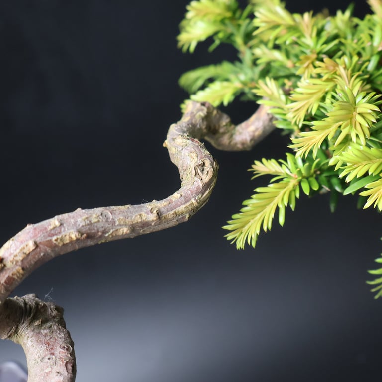 Shop online Bonsai Trees UK Delivered Japanese mini yamadori gift pine larch yew cascade literati Shohin mame pots tools wire