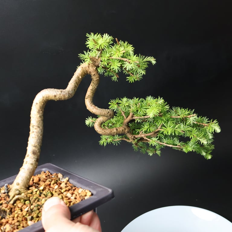Shop online Bonsai Trees UK Delivered Japanese mini yamadori gift pine larch yew cascade literati Shohin mame pots tools wire
