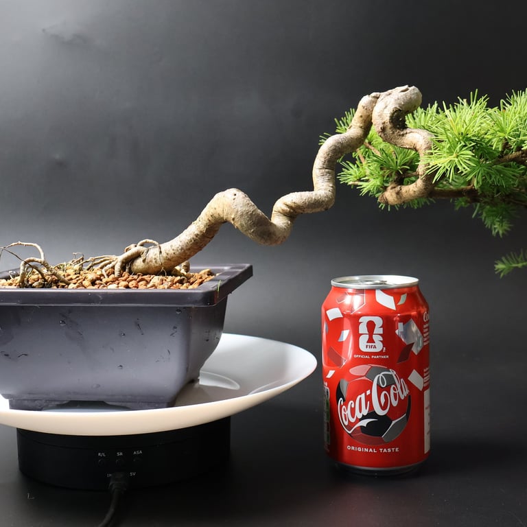 Shop online Bonsai Trees UK Delivered Japanese mini yamadori gift pine larch yew cascade literati Shohin mame pots tools wire