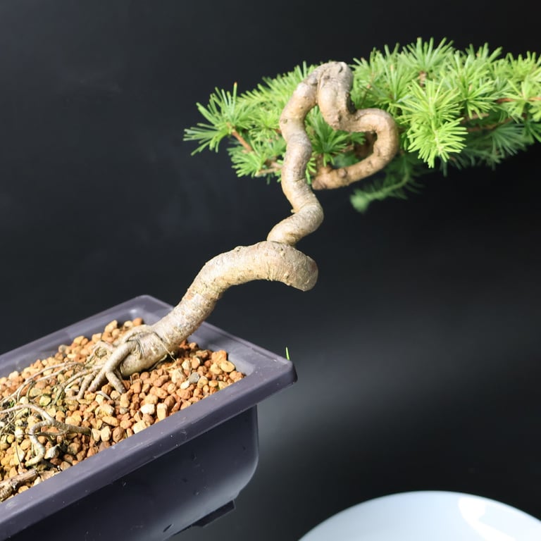 Shop online Bonsai Trees UK Delivered Japanese mini yamadori gift pine larch yew cascade literati Shohin mame pots tools wire