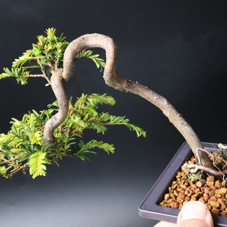 Shop online Bonsai Trees UK Delivered Japanese mini yamadori gift pine larch yew cascade literati Shohin mame pots tools wire