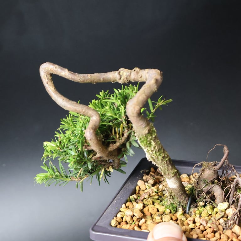 Shop online Bonsai Trees UK Delivered Japanese mini yamadori gift pine larch yew cascade literati Shohin mame pots tools wire