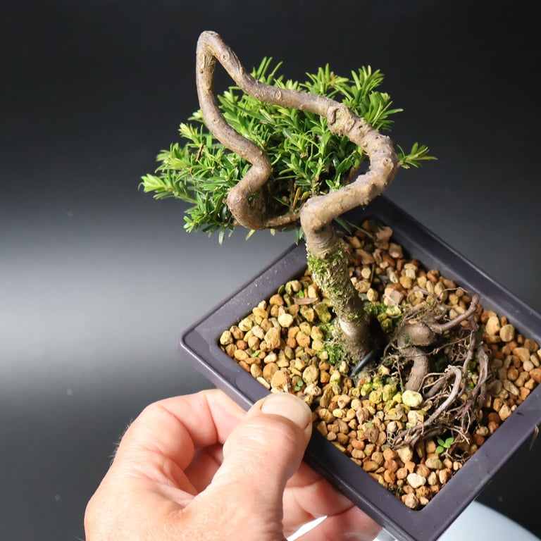 Shop online Bonsai Trees UK Delivered Japanese mini yamadori gift pine larch yew cascade literati Shohin mame pots tools wire