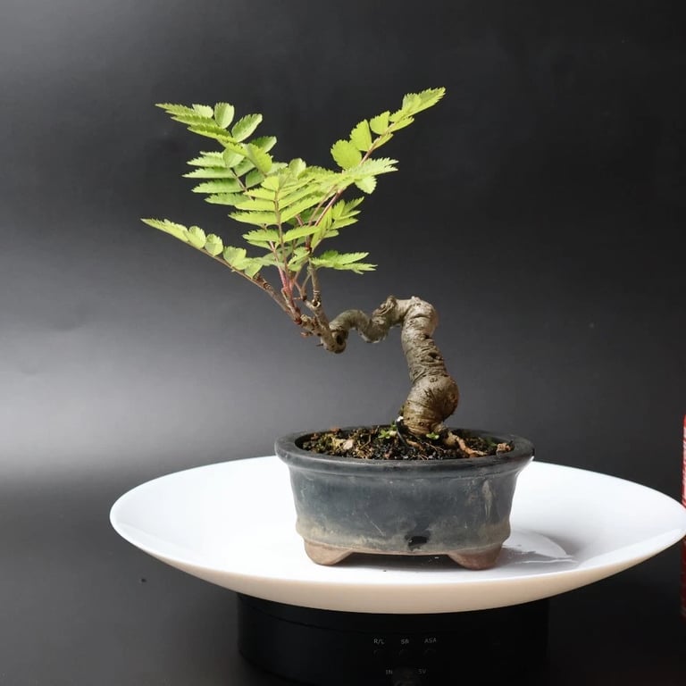 Shop online Bonsai Trees UK Delivered Japanese mini yamadori gift pine larch yew cascade literati Shohin mame pots tools wire