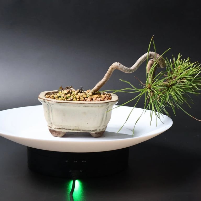 Shop online Bonsai Trees UK Delivered Japanese mini yamadori gift pine larch yew cascade literati Shohin mame pots tools wire