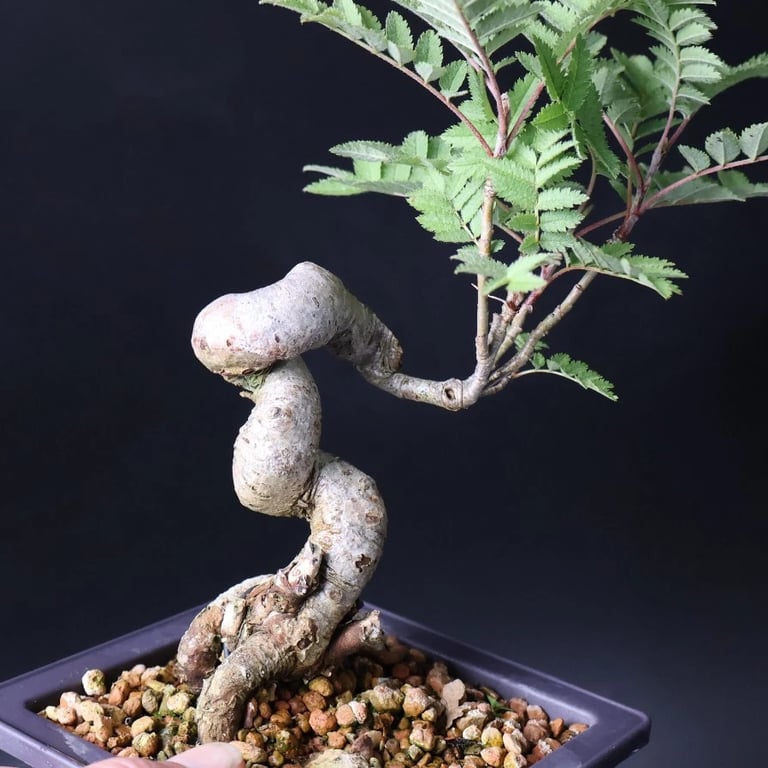 Shop online Bonsai Trees UK Delivered Japanese mini yamadori gift pine larch yew cascade literati Shohin mame pots tools wire